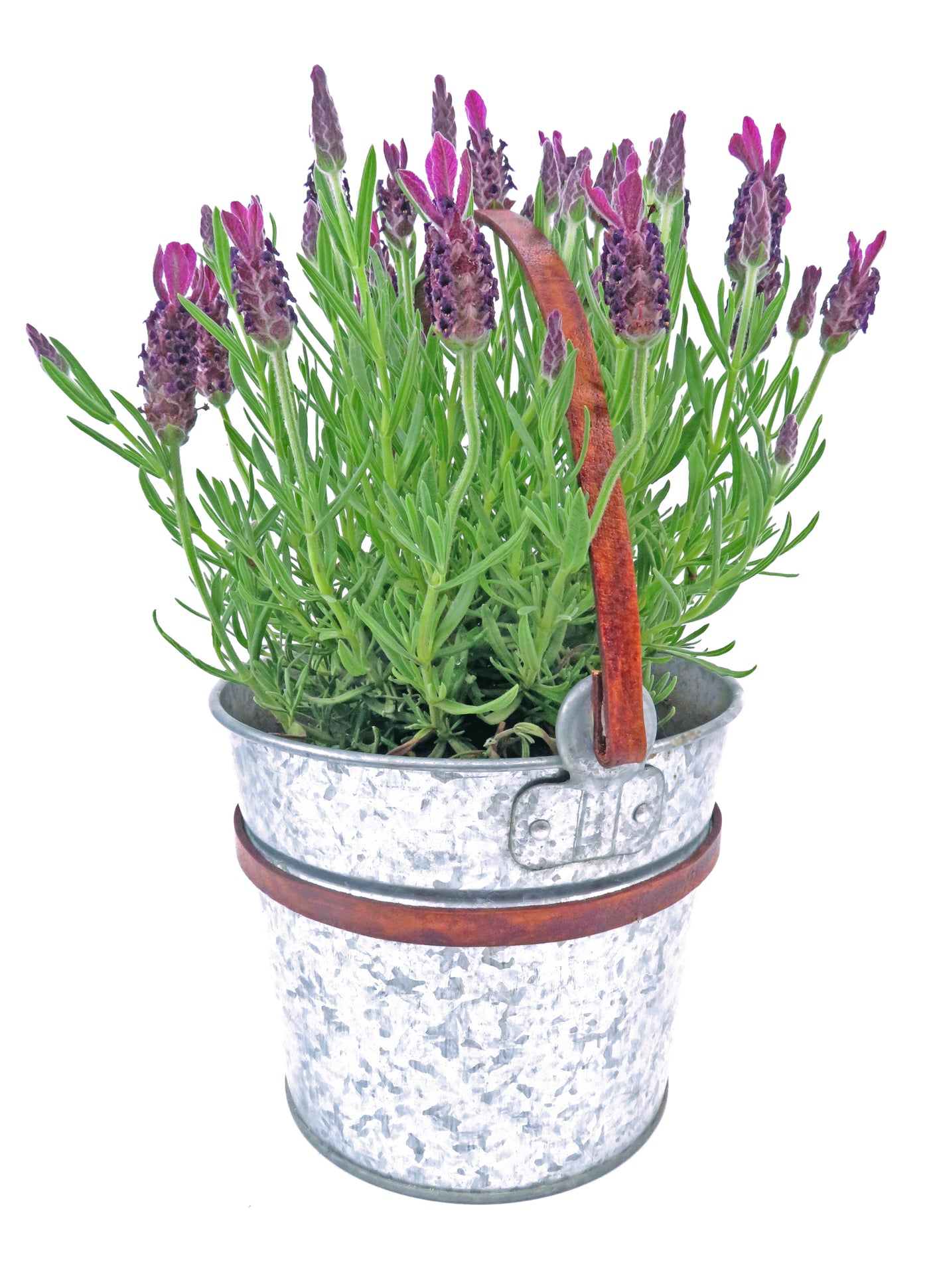 esnado Lederriemen, 20 mm x 2,5 mm - Antik Braun