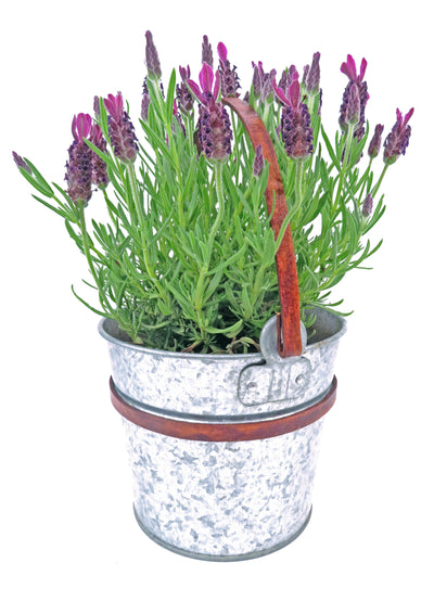 esnado Lederriemen, 20 mm x 2,5 mm - Antik Braun